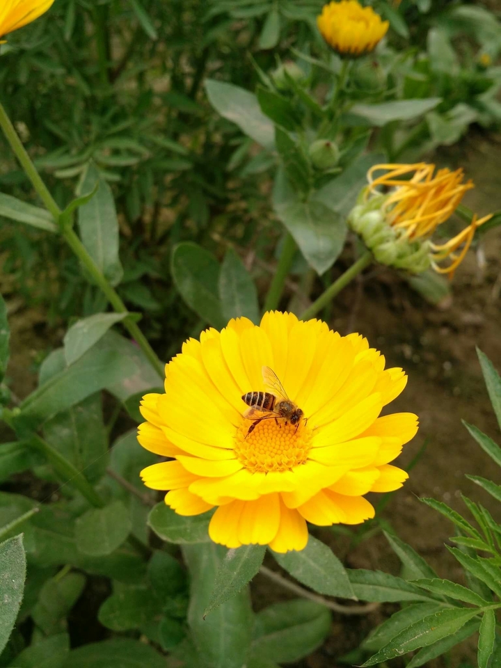 flowers