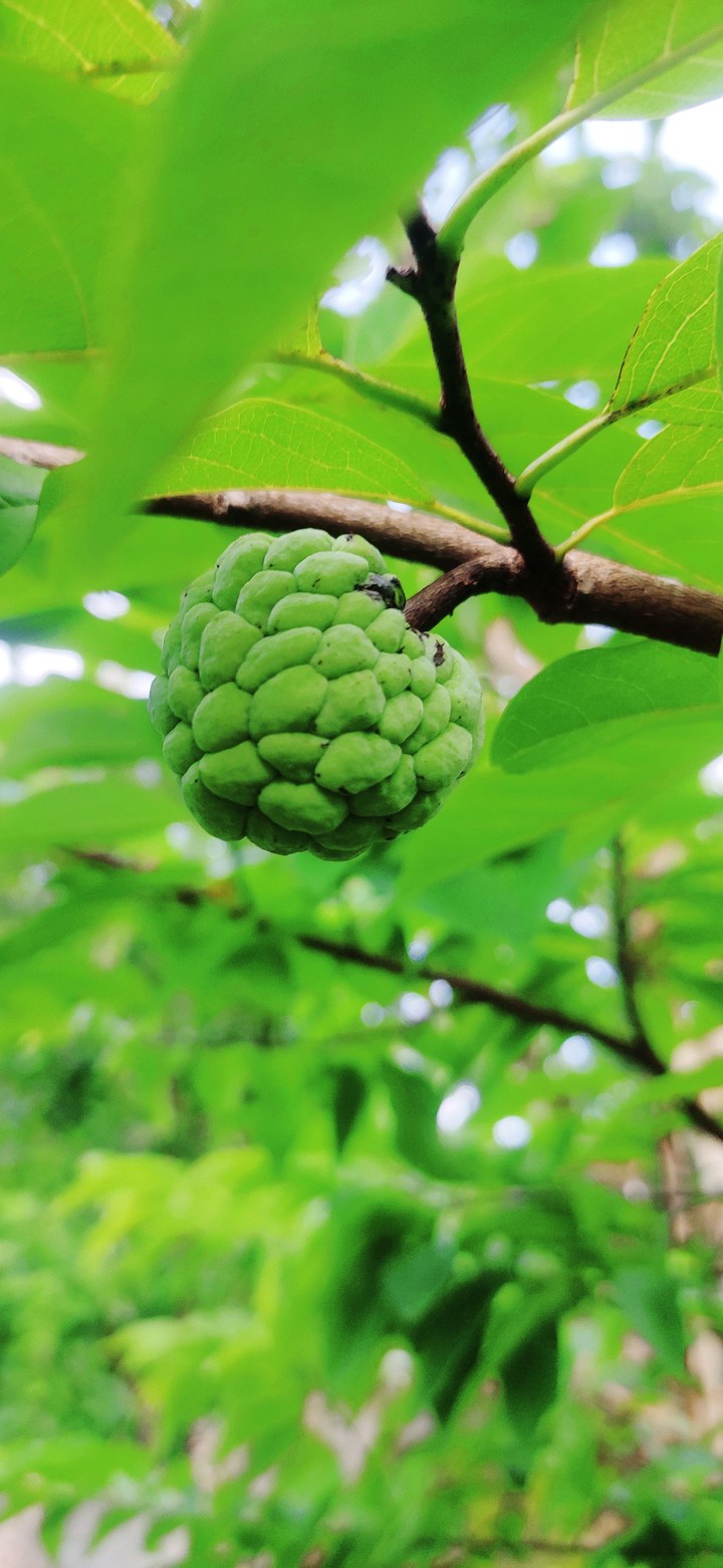 ബ്യൂട്ടി ഓഫ് nature