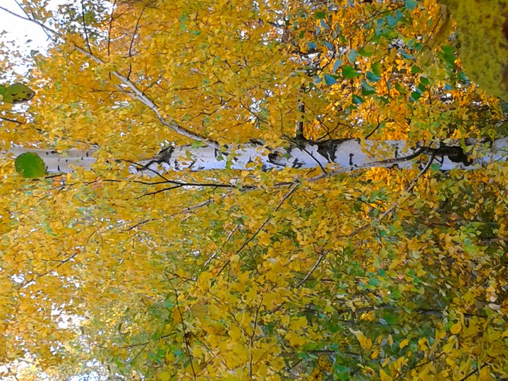 autumn tree