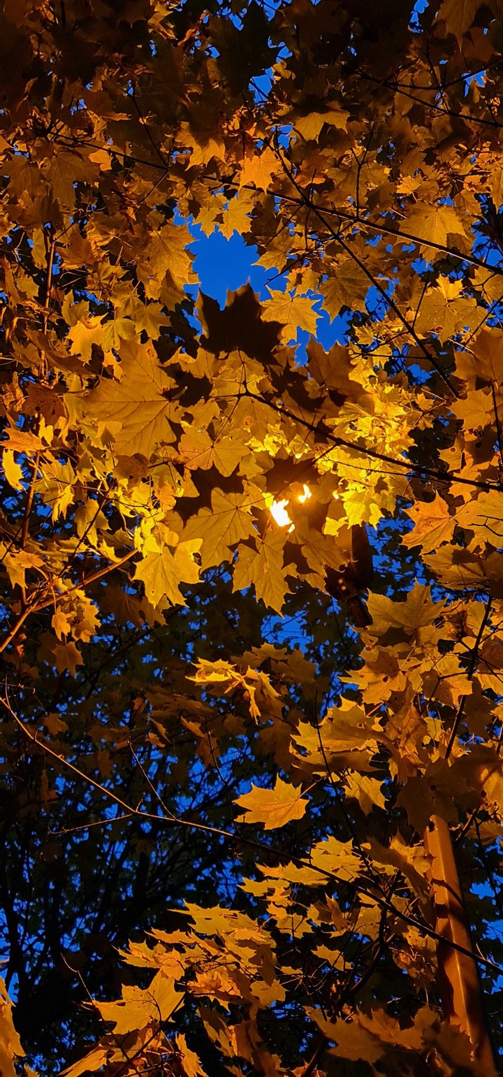 Leaves