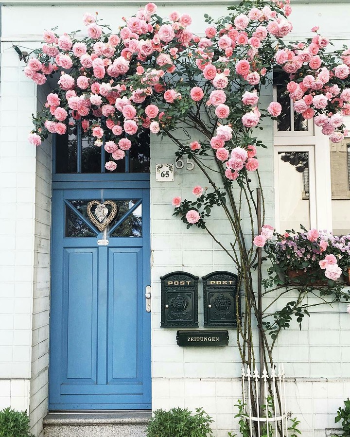 Rose
