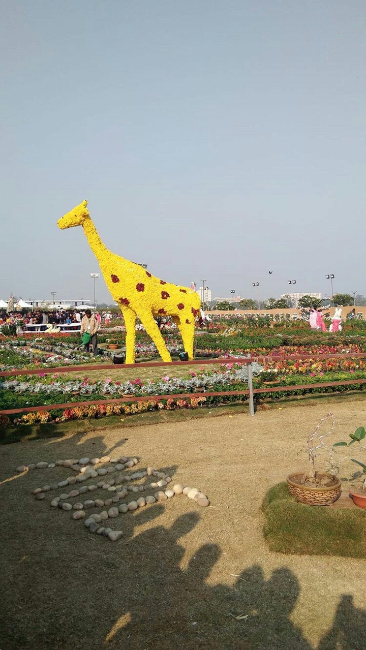 giraffe