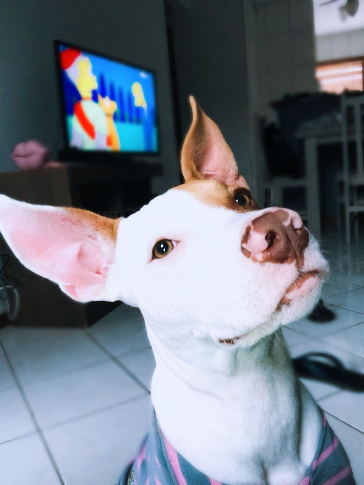 pipoca