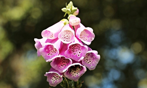 fondos de pantalla botany, pink
