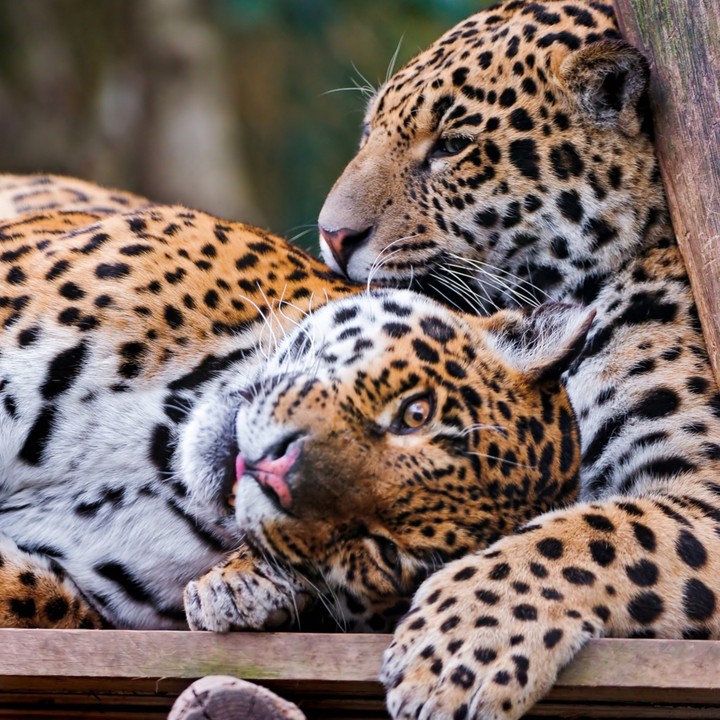 Leoparbs
