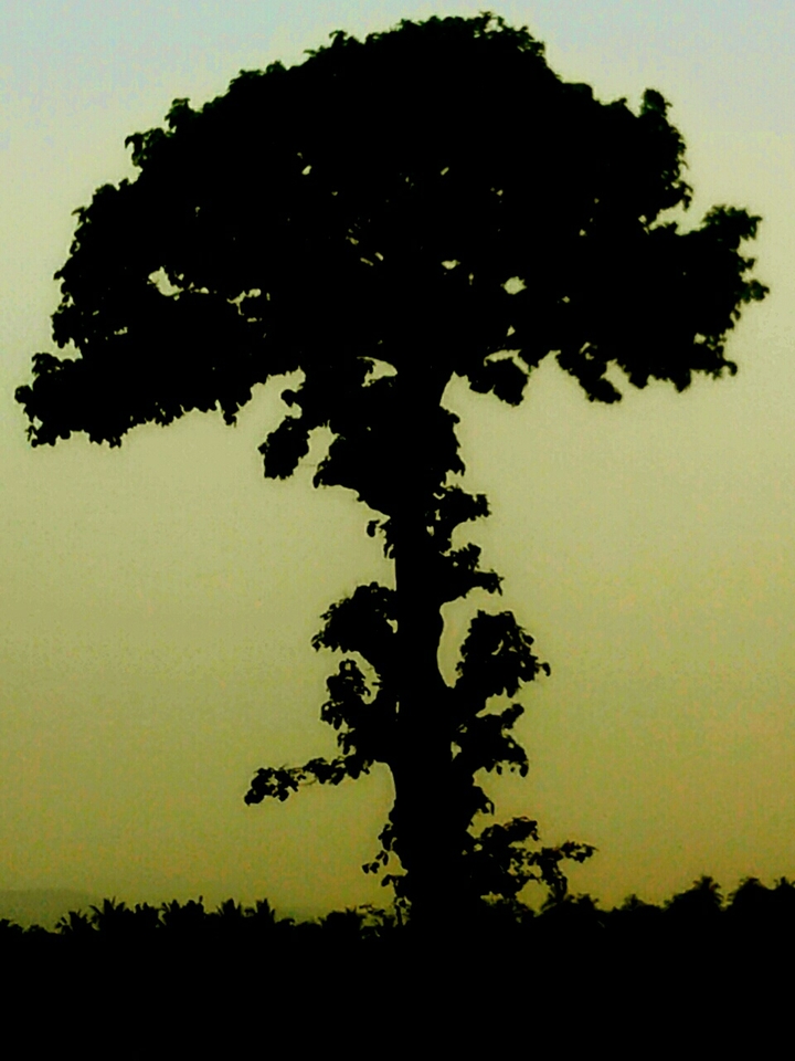 nature
