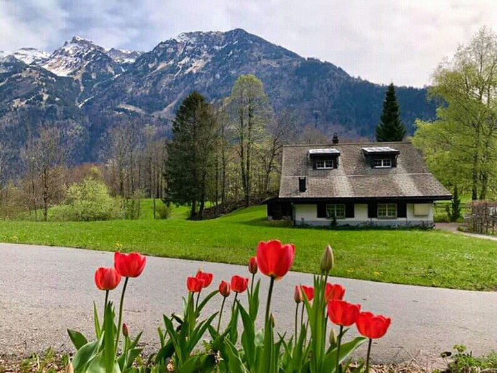 #tullips