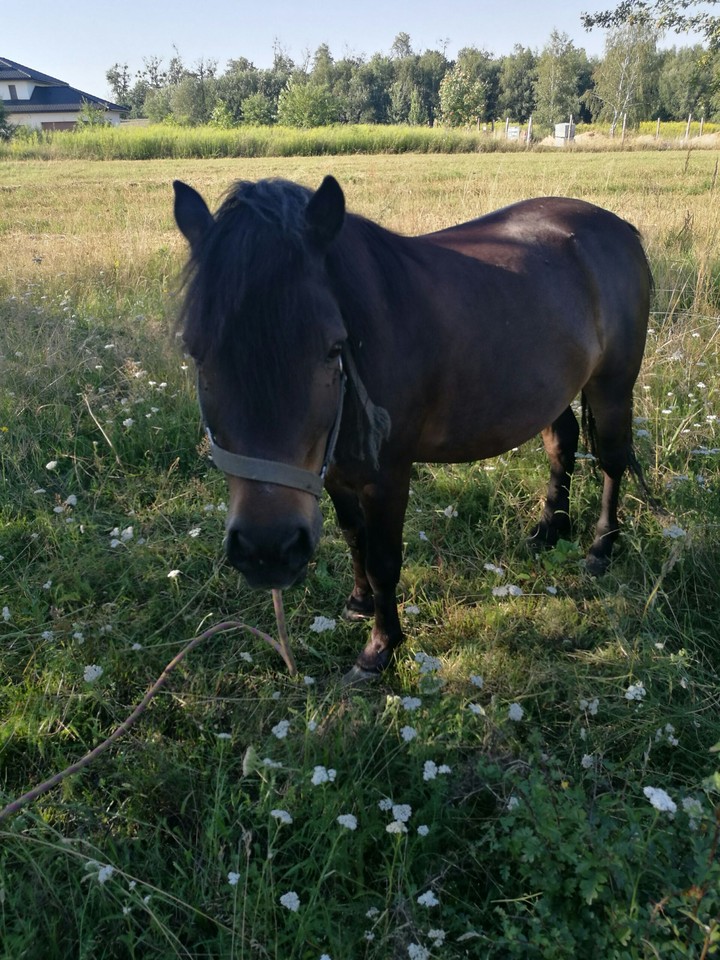 maksio