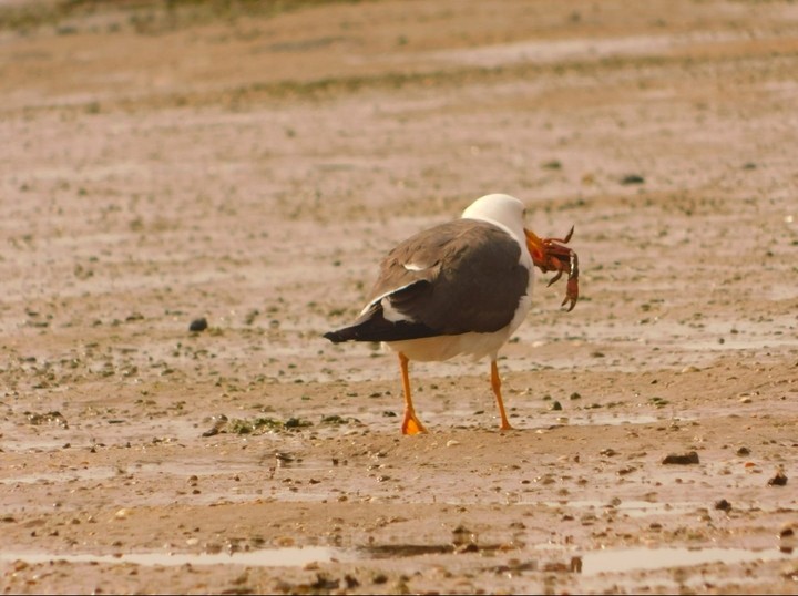 a seagull grabs food