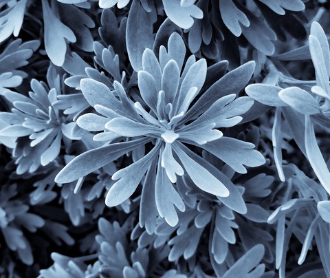 Cool Weather is like a Makeup to Flowers!
