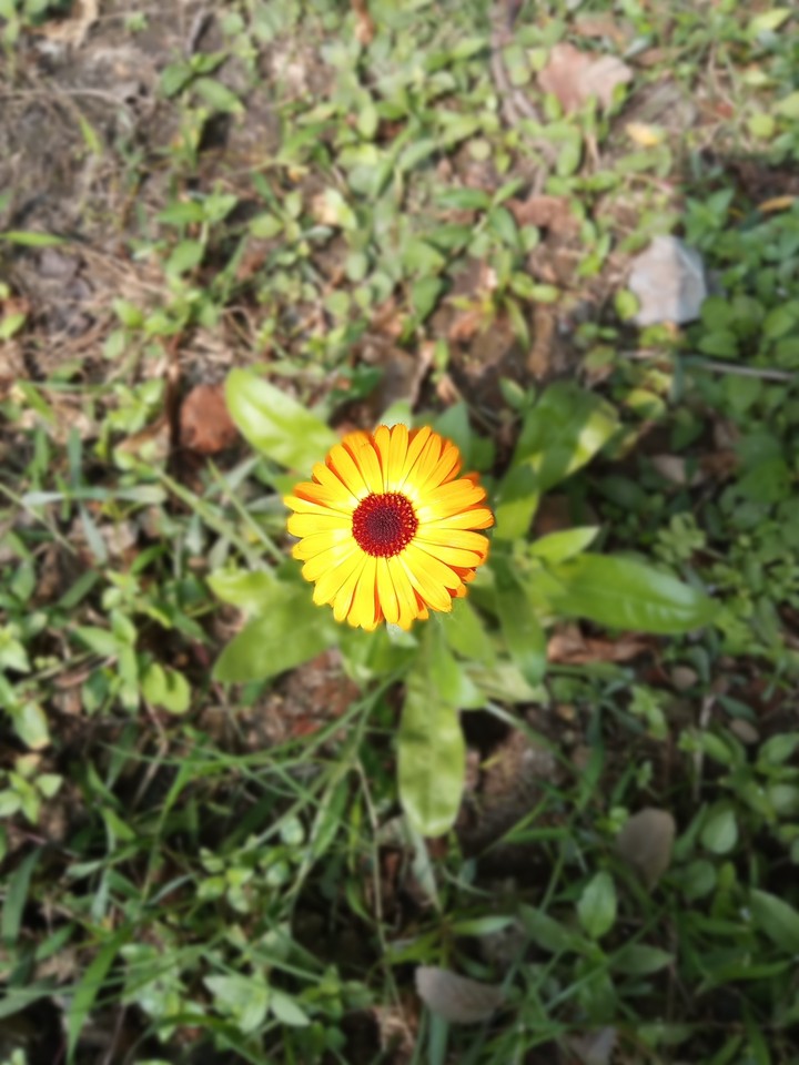 garden bloom