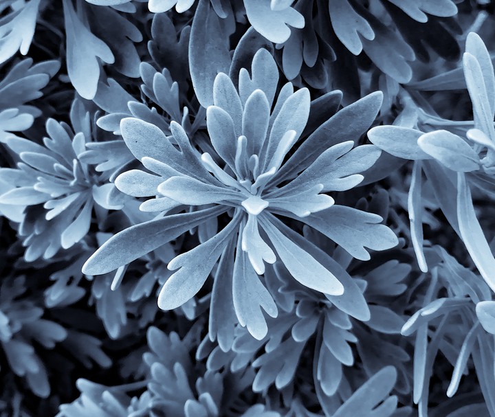 Cool Weather is like a Makeup to Flowers!