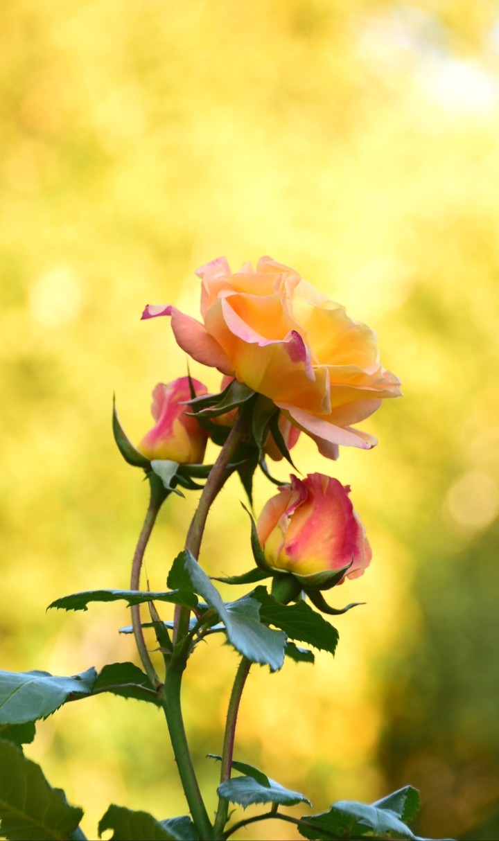 Autumn Rose