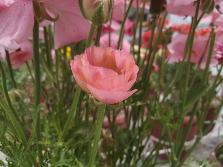 garden flowers