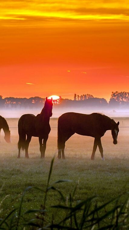 horses