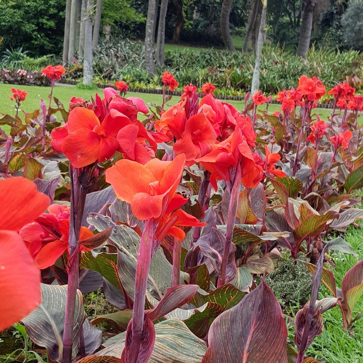 a day in the garden