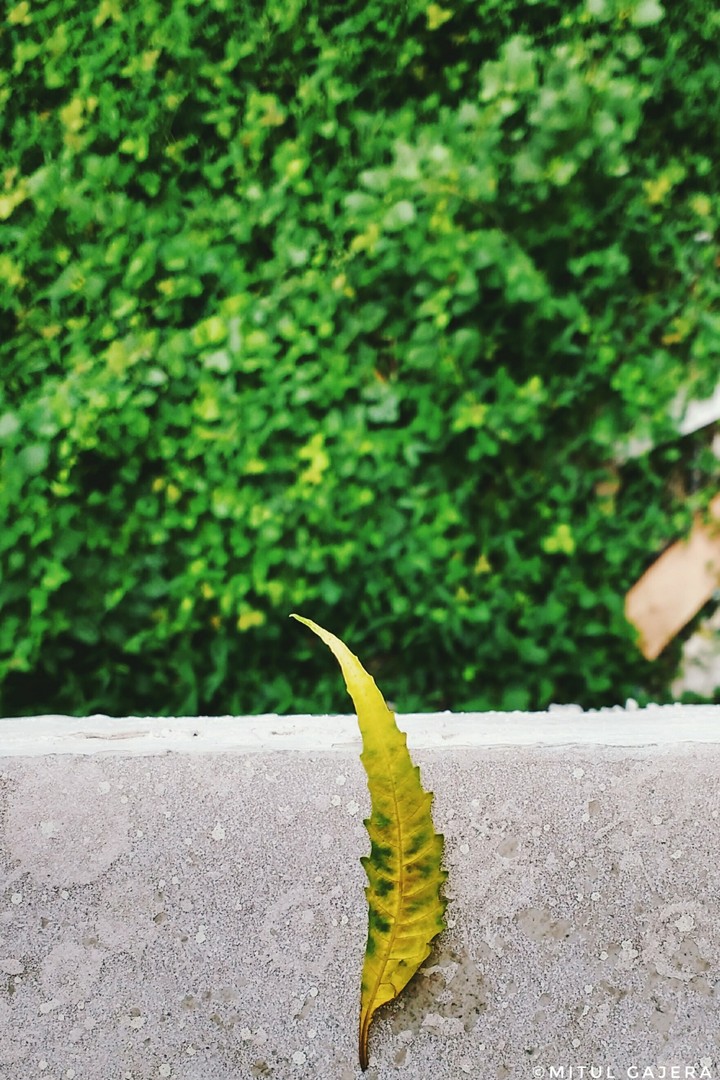 leaf