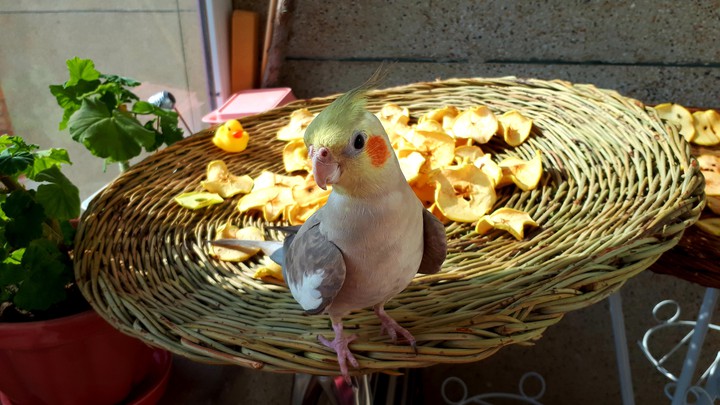 bird