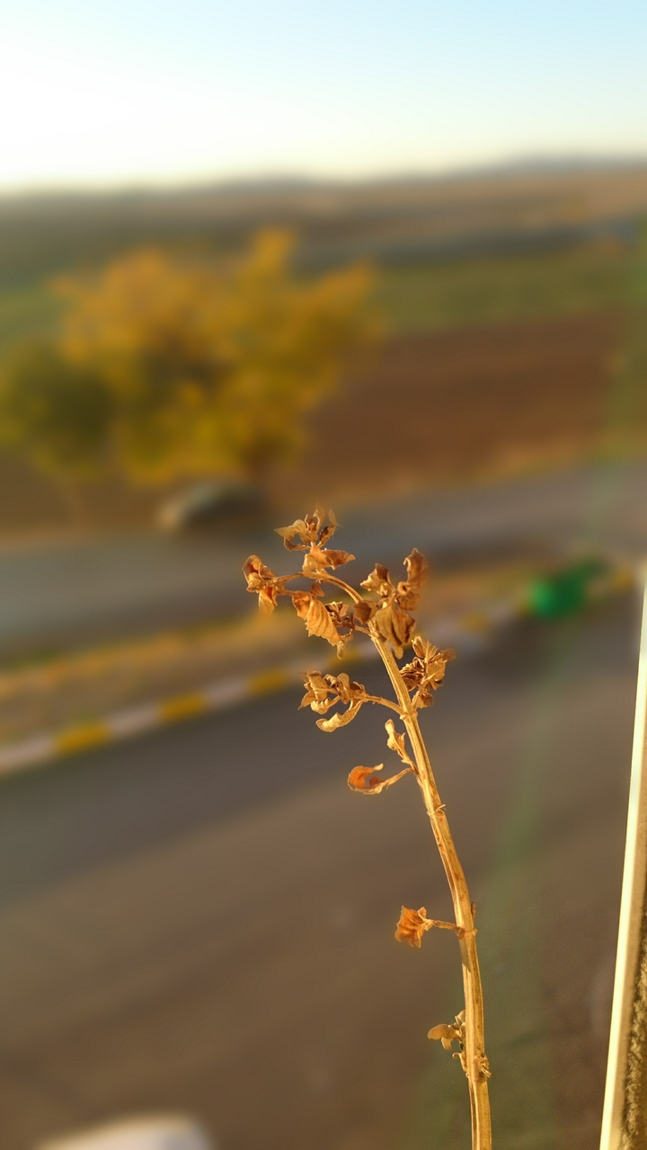 autumn
