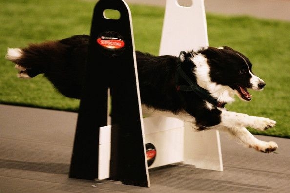 If It's Not A Broder Collie It's Just A Dog