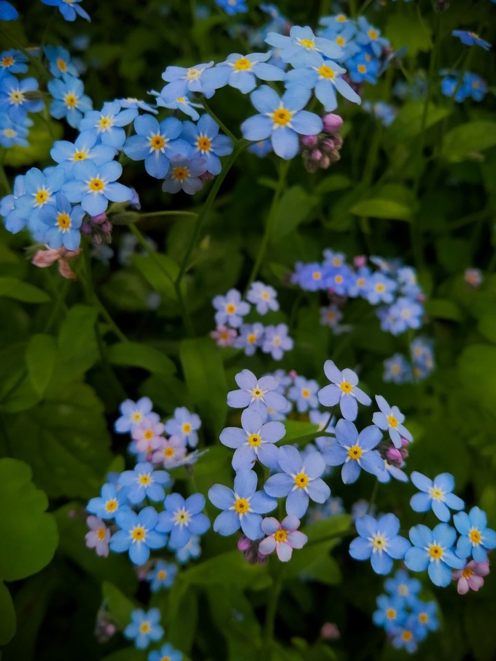 flowers