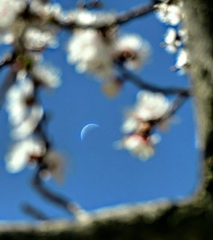 spring moon