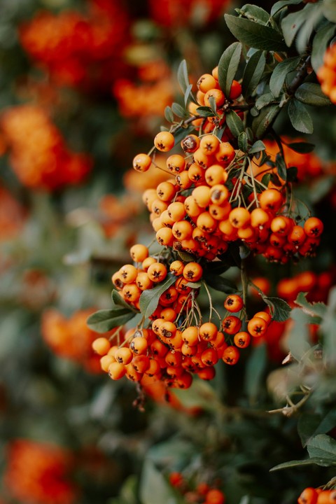 rowan, produce háttérképek