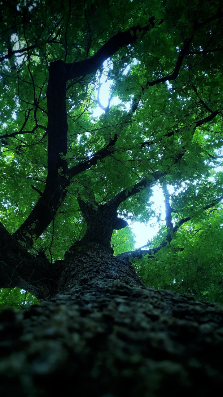 From little seed grow mighty trees
