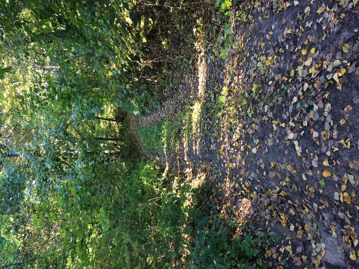 Road to the forest