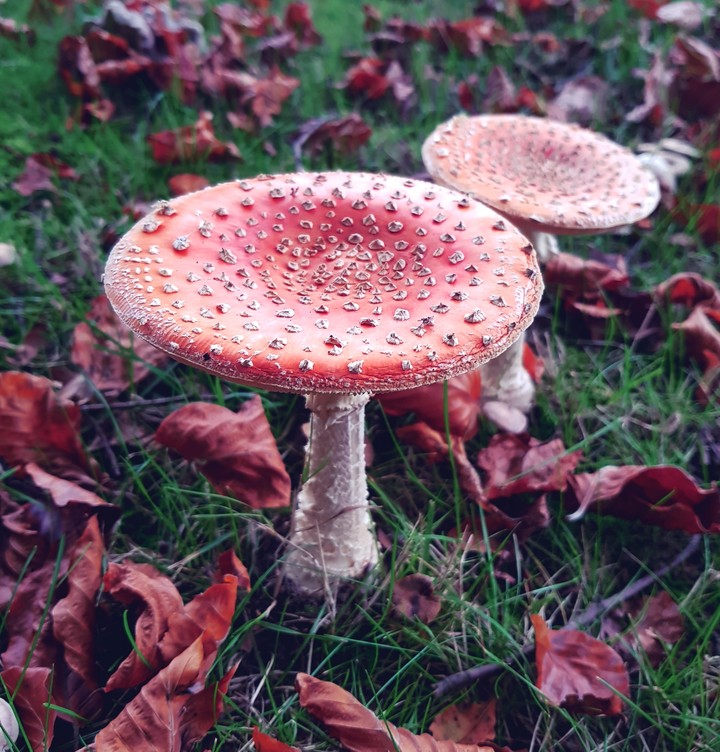 toadstool
