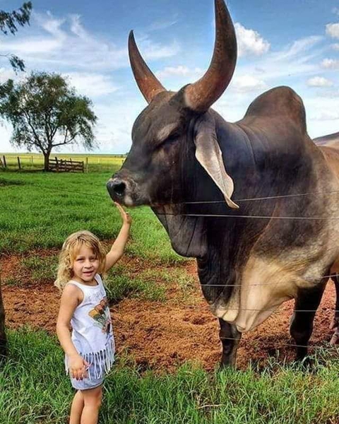 tapety ox, zebu