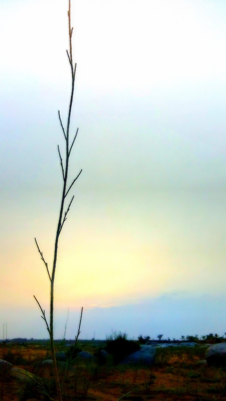 nature