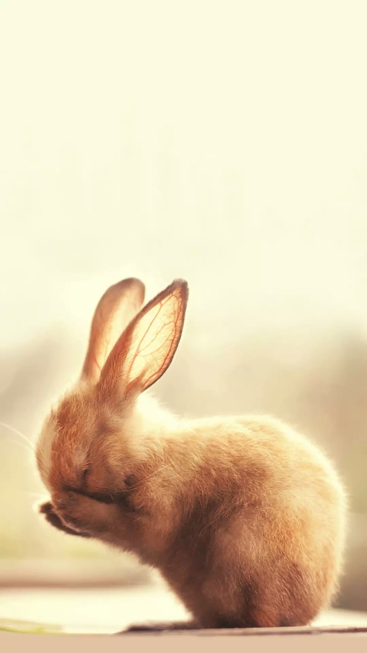 Cute Rabbit