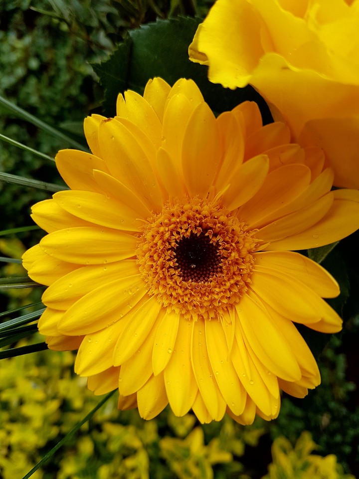 Yellow dream
