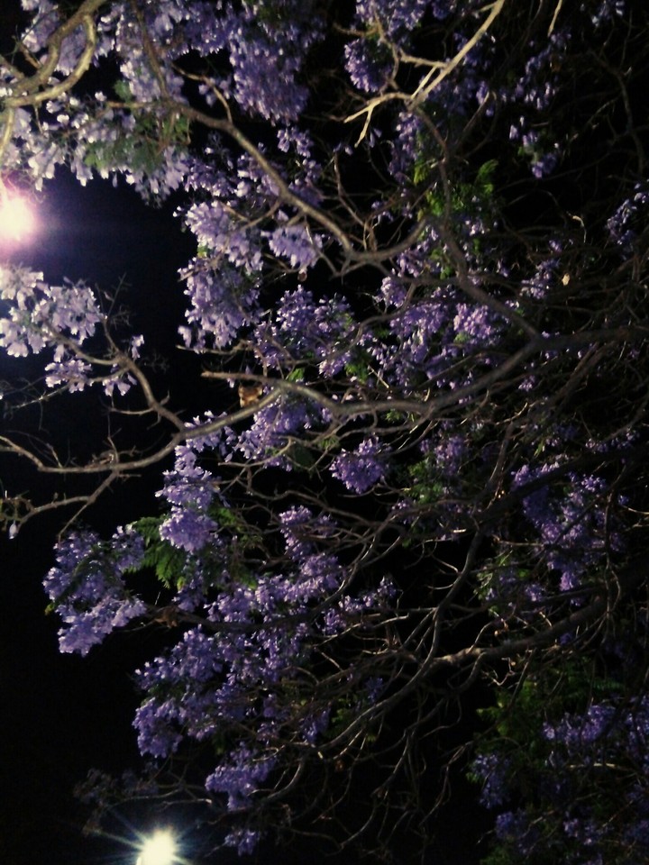 noche y jacranda