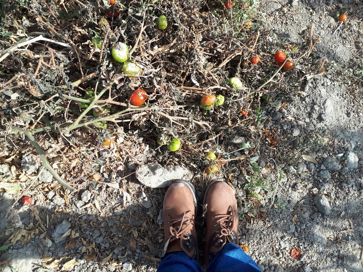tomato