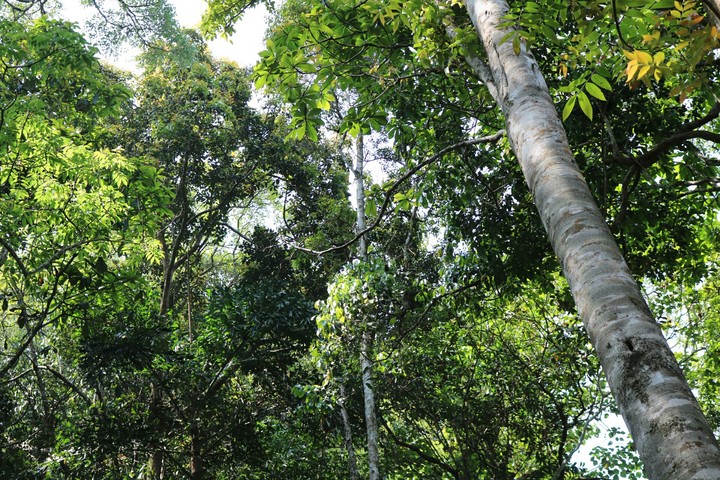 Jungle