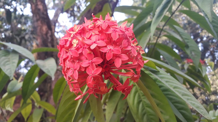 Rangan Flower