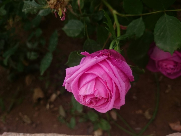 rose