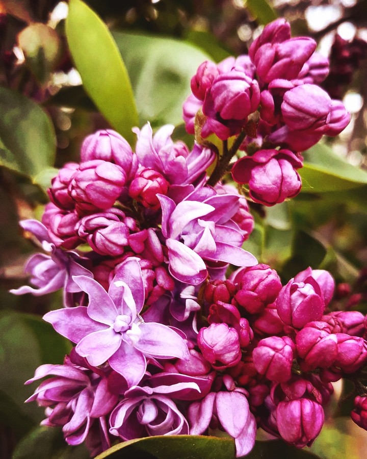 Lilac