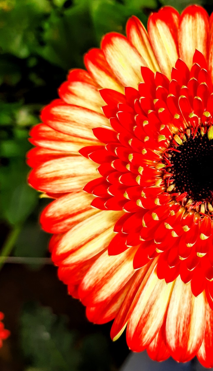 Gerbera