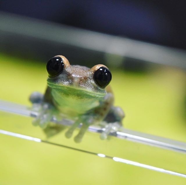 frog