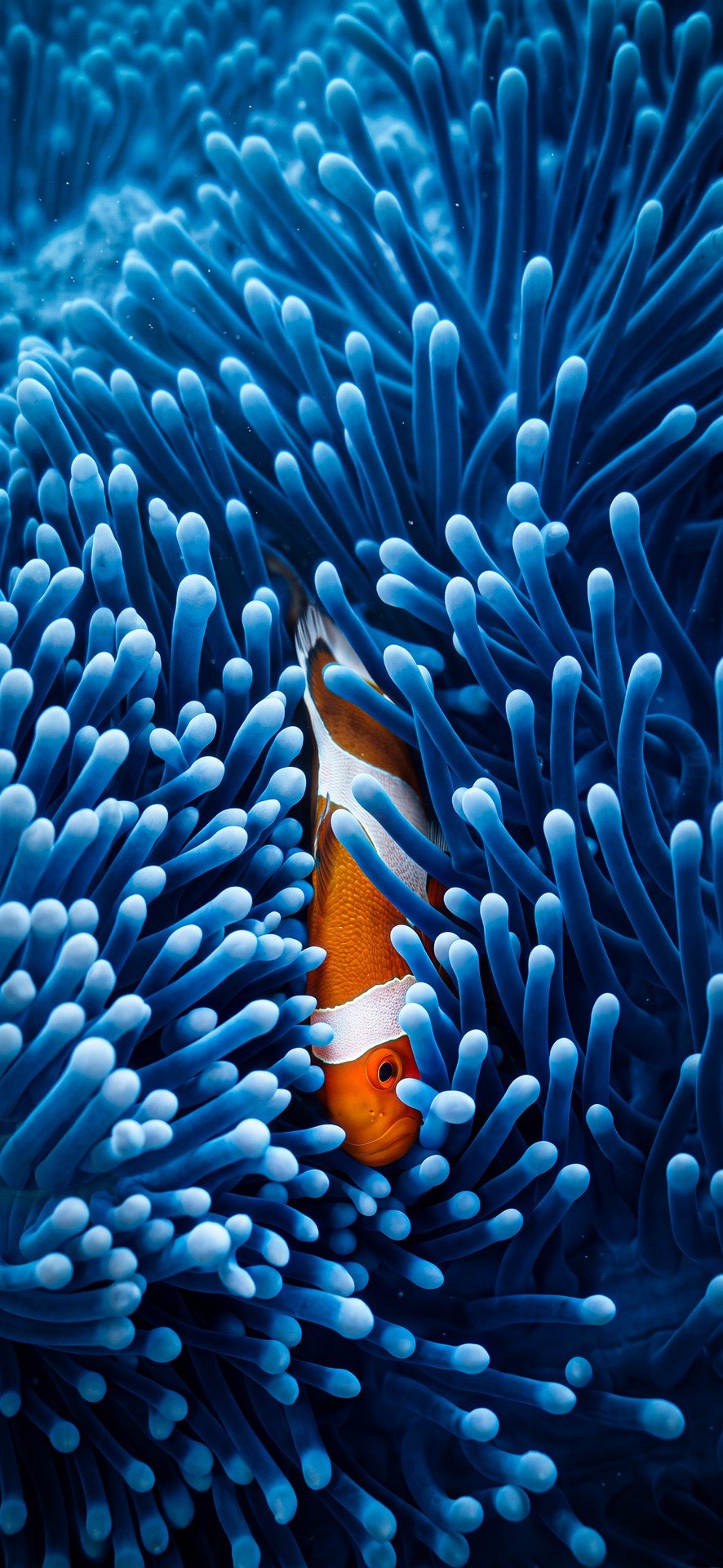 тапети blue, cnidaria