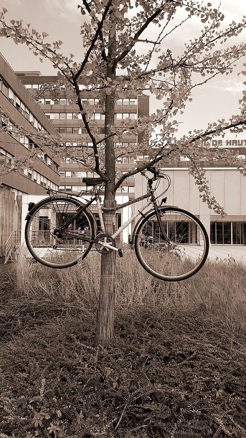 Le vélo insolite .