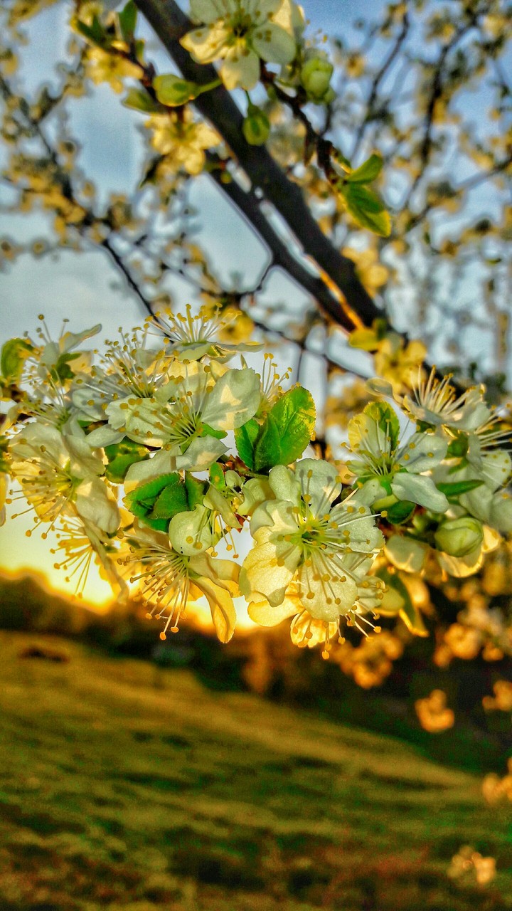Cherry tree