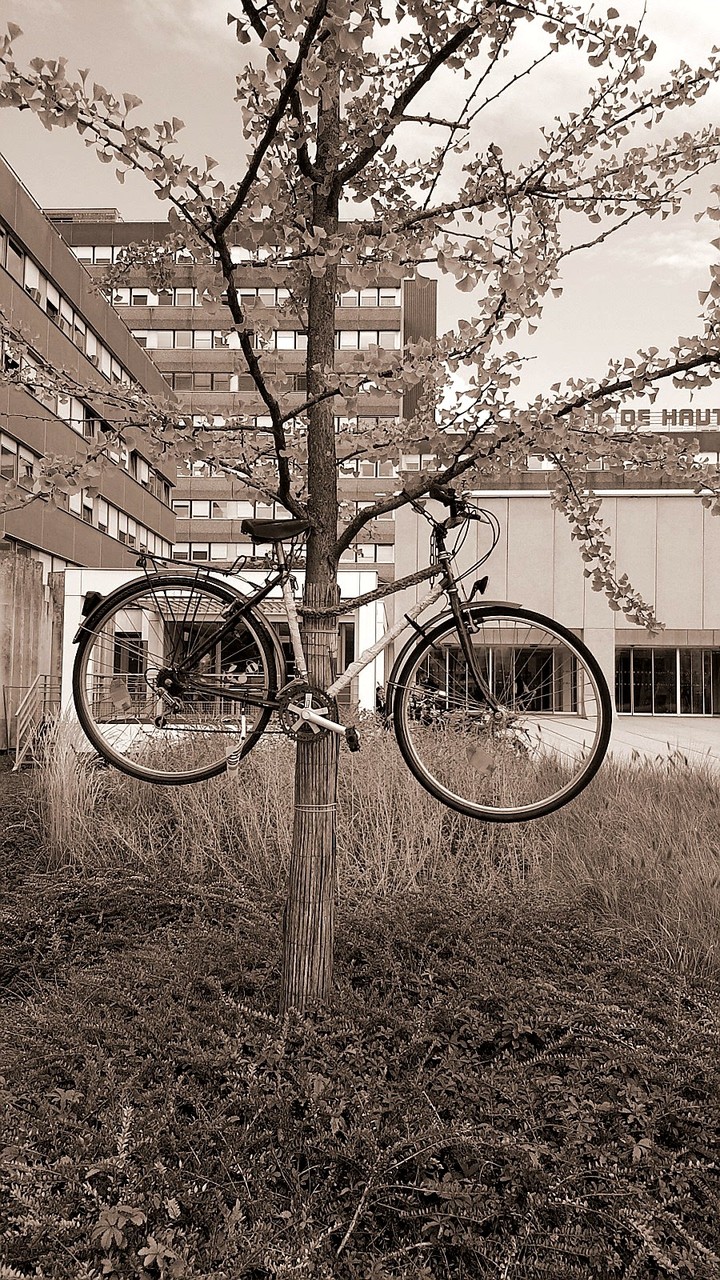 Le vélo insolite .