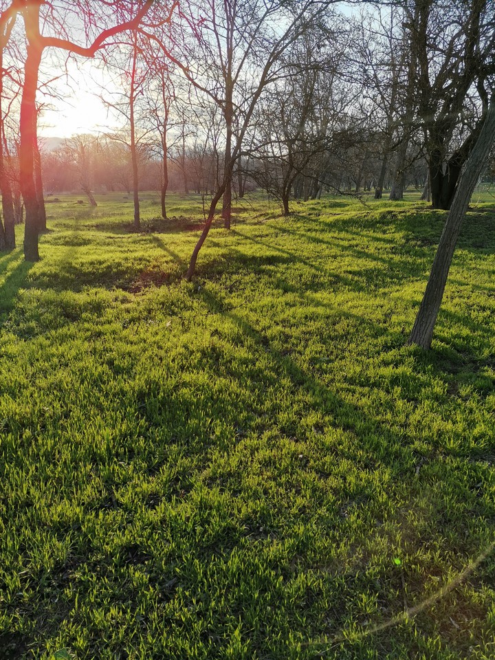 Весенняя зелень