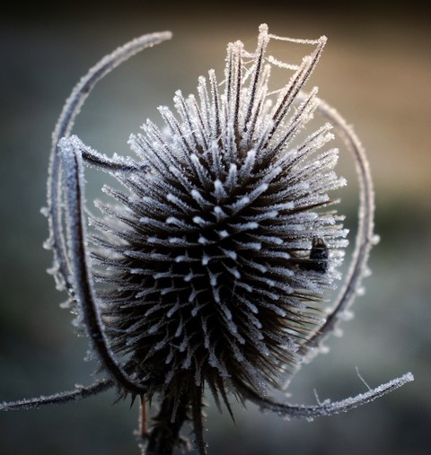 twig, teasel वॉलपेपर