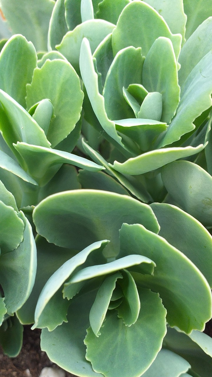 Blumen