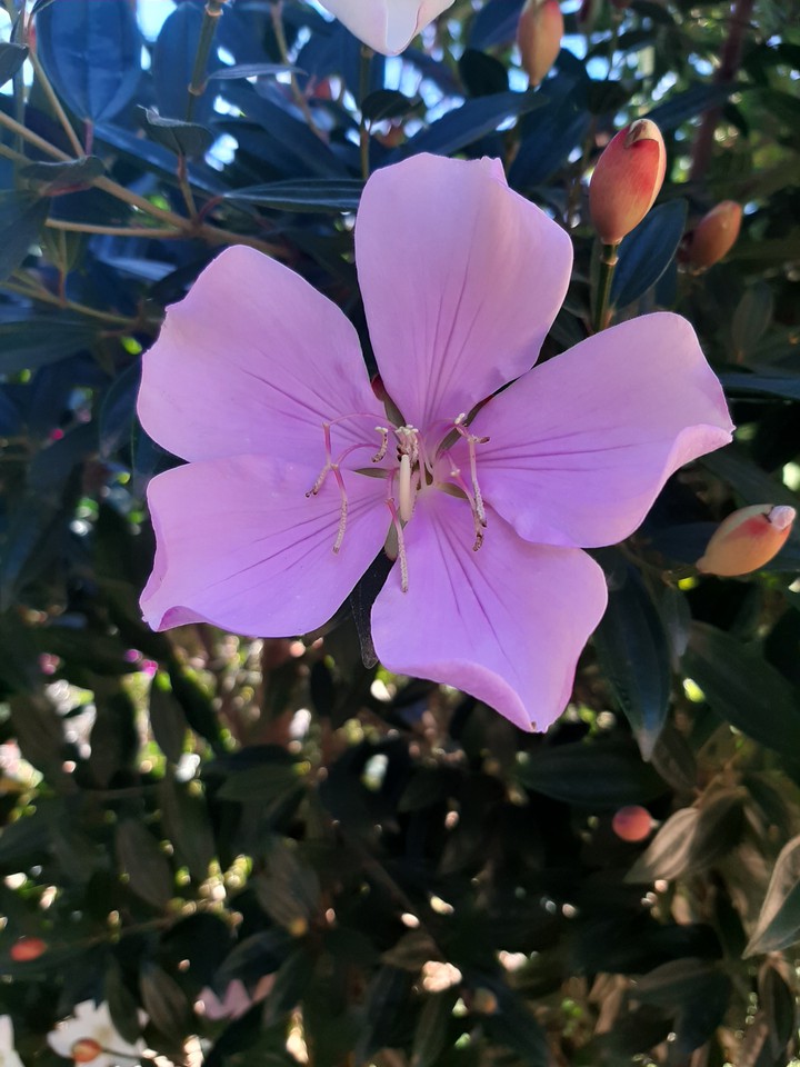 Rosa